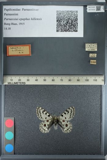 Media type: image;   Entomology 174722